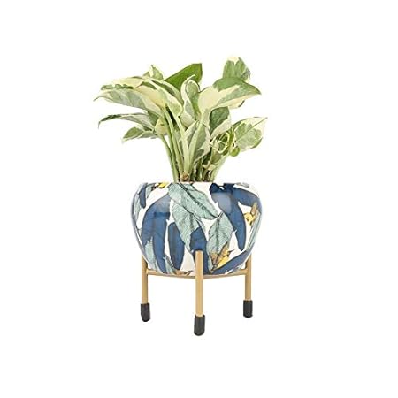 Ferns N Petals White Pothos Plant In Designer Metal Pot With Stand 3.5 x 4.5 Inches | Indoor Plant