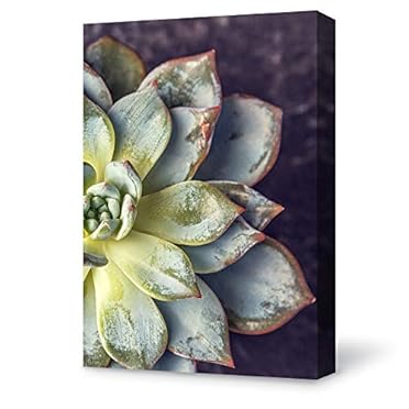 moringa seeds for planting Herb Moringa 10 Non-GMO, Heirloom Seeds – David's Garden Seeds®