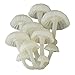 Kitan Club Luminous Mushroom Plastic Toys - Magnetic and Glow-in-the-Dark - Blind Box Includes 1 of 8 Collectable Figurines - Authentic Japanese Design - Made from Durable Plastic