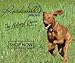 Dog Shampoo for Dry and Itchy Skin Made in The USA by Rockwell Pets Pro (16 fl oz) ideal paw cleaner for dogs with Aloe Vera Argan Oil Natural Willow Meadowsweet Chaparral and Olive Extracts