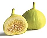 White Marceilles Edible Fig Plant - Ficus - 2.5