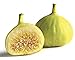 White Marceilles Edible Fig Plant - Ficus - 2.5" Pot-Thomas Jefferson's Favorite