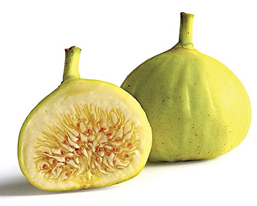 White Marceilles Edible Fig Plant - Ficus - 2.5 White Marceilles Edible Fig Plant - Ficus - 2.5