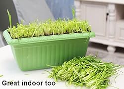 2025 Early Bird-Garlic Chive Seeds for