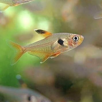 Amazon 熱帯魚 レッドファントム テトラ ブリード １２匹 北海道航空便要保温 Charm チャーム 水槽 アクアリウム 通販