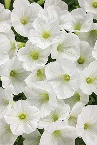 Romence Gardens Proven Winners Petunia Hybrid 'Supertunia White Charm'