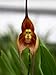 *Ambizu* HOT Sale Potted Peru Monkey Face Orchid Seeds , Senior Phalaenopsis Bonsai Plants Flower Seeds -100 Pcs (Monkey 5)