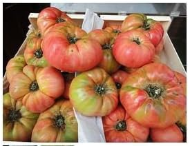PLANTEL TOMATE ROSA DE BARBASTRO 12 PLANTAS: Amazon.es: Jardín