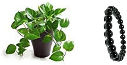 Vedanta Sales Money Live Natural Plant (Pot Included) and Bracelet