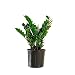 AMERICAN PLANT EXCHANGE ZZ Zanzibar Gem Live Plant, 6" Pot, Indoor/Outdoor Air Purifier