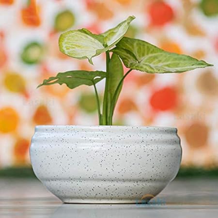 Lasaki Bowl Small Ceramic Pots for Indoor Plants,Planters,Flower pots,gamla,Outdoor,Succulent Pot ( Color: White)