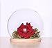Artlass Glass Cloche Bell Jar Globe Display Dome with Wooden Base Max Dia 7