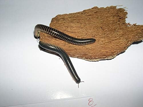 Siam Beetle Live Florida Ivory Giant Millipede (Chicobolus spinigerus)