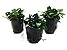 Greenpro Anubias Nana Petite Live Aquarium Plants Fish Tank Decorations Freshwater Plant