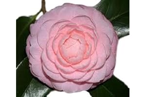 NEW LIFE NURSERY & GARDEN Pink Perfection Camellia Japonica - Live Plant - Quart Pot