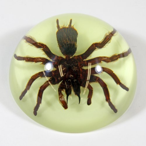 REALBUG 3 1/2" Tarantula Dome Paperweight Glow in The Dark