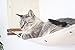 CatastrophiCreations Cat Mod Double Decker Wall-Mounted Hammock Lounger Shelving for Cats