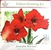 Holiday Time Indoor Growing Kit - Amaryllis 'Red Lion'