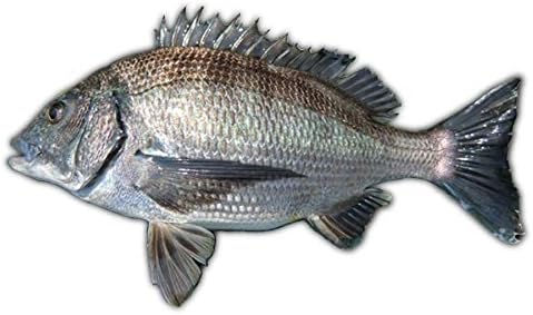 Amazon 愛媛 瀬戸内産 クロダイ 黒鯛 1 0 1 5kg 瀬戸内漁師の贈り物 宇和海の幸問屋 宇和海の幸問屋 鮮魚 通販