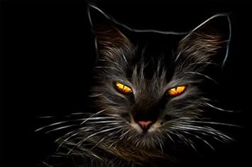 black cat with amber eyes