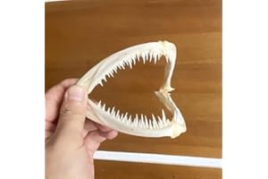 FGRID Animal Specimen Real Animal Skull Specimen Taxidermy Cleaned Skull Collection Fox, cat, Mink, Crocodile, Dog, Raccoon, Snake, Rabbit, Goat ，Muskrat，Nutria，Fox's paw (1pcs,Anglerfish Mouth)