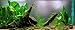 Mainam Anubias Lanceolata Rooted Rhizome Long Leaves Live Aquarium Plants Decorations