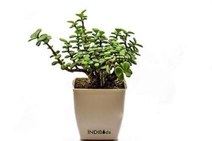 INDIBuds Good Luck Jade Plant (Lucky Plant, Feng Shui Plant, Decorative Plant, Beautiful low maintenance Plant)