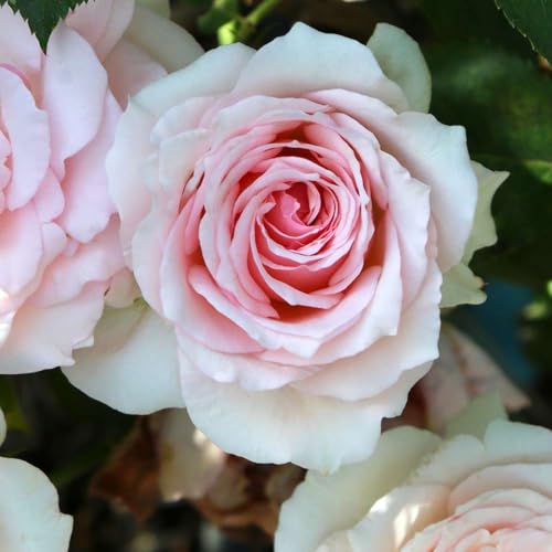 Heirloom Hardy Roses, Live Own Root Plant, Hawkeye Belle at Amazon