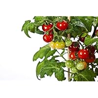 RDR Seeds 50 Tiny Tim Tomato Seeds - Patio Tomato, Dwarf Heirloom, Cherry Tomato