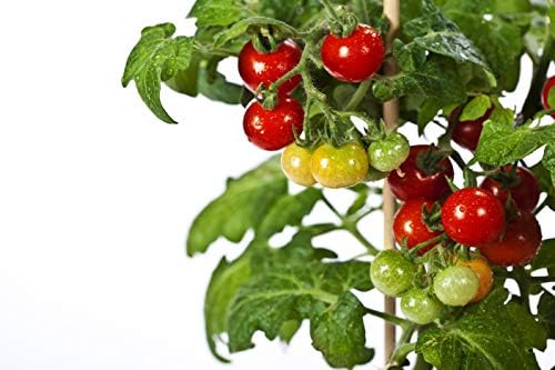 RDR Seeds 50 Tiny Tim Tomato Seeds