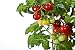 RDR Seeds 50 Tiny Tim Tomato Seeds - Patio Tomato, Dwarf Heirloom, Cherry Tomato