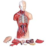 Human Torso Body Model Anatomy Anatomical Medical Internal Organs for Teaching Detachable Educational Medical Science Model New