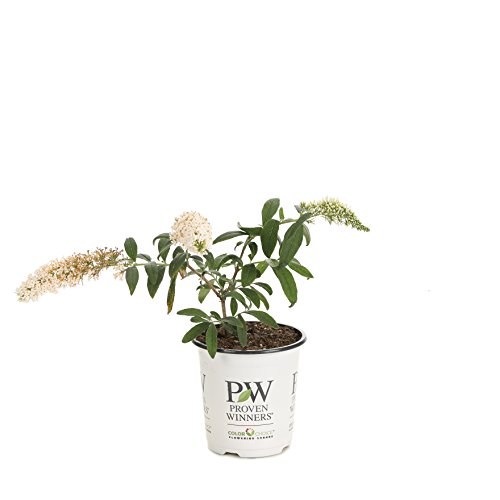 Pugster White Butterfly Bush (Buddleia) White Flowers, 4.5 in. Quart