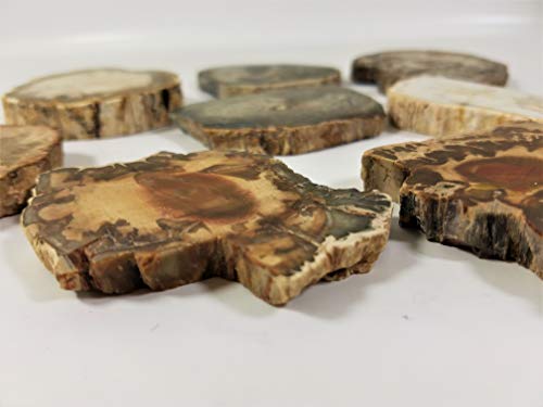 EAGems Petrified Wood Slab, Polished Fossilized Stone Tree Specimen from Madagascar, Very Small About 1" Baby Size - Thumbnail 6