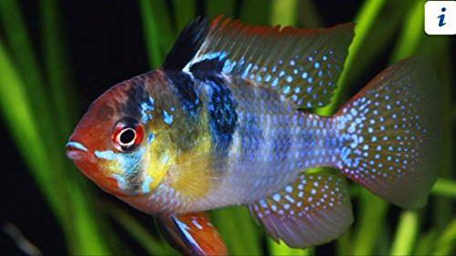 Blue German Ramirezi Cichlid - Live Tropical Aquarium Fish ...