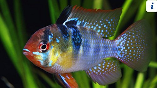 Blue German Ramirezi Cichlid - Live Tropical Aquarium Fish