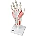 3B Scientific M33/1 Hand Skeleton w/ Ligaments and Muscle - 3B Smart Anatomy