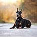 2020 Doberman Pinschers 16 Month 12 x 12 Wall Calendar by Bright Day Calendars (Doberman Pinschers 2019)