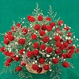 Park Seed Strawberry Fields Gomphrena Seeds, Pack