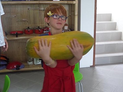 Hot Sale! 100pcs / bag Papaya seeds giant papaya tree seeds succulent plant very easy fruit seeds