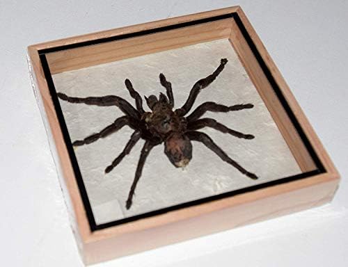 Real Thailand Jungle Tarantula(EURYPEIMA SPINCRUS), Mounted in an Insect Display Frame (Framed Insects and Arachnids Taxidermy)
