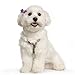 Beirui 20pcs Cute Dog Hair Bows with Rubber Bands - Adorable Crystal Rhinestone Studded - Sparkly Nylon Pet Grooming Accessoriess for Long Hair Dog & Kitten