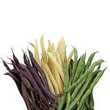 Burpee Three Color Blend Bush Bean Seeds 2 ounces of seed