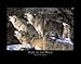 Gray Wolf Wall Decor Posters for Any Room in Your Home, Art Set (3 Pack)