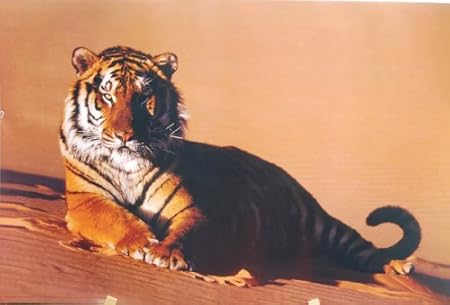 tiger desert edition