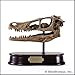 Velociraptor Skull, Dinosaur Polystone Statue, Scale 1/1 by Dinostoreus
