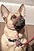 Dog Leash - GOMA Industries Reflective Chew Resistant Lead - 100% Nylon Indestructible Training leashes - for Medium Large and XL pups - Mountain Climbing Rope Made- Red