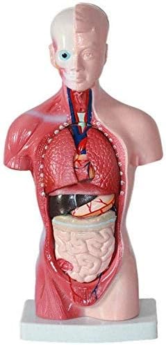 Amazon Co Jp 人体解剖モデル 15個の内臓 体幹 脳 心臓 食道 気管および大動脈 肺 頭蓋骨 胃 横隔膜 肝臓 膵臓を表示 スポーツ アウトドア
