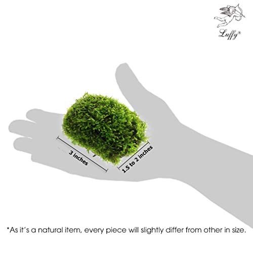 Luffy Betta Coco Mini Moss (1pc) - 3" x 1.75" Java Moss on a Coconut Shell - Low-Maintenance Aquatic Decor for Betta Tank - Create Stunning Aquascape - Gives Vertical or Horizontal Space to Explore