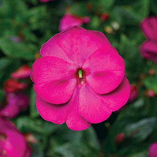 Park Seed Impatiens Flowering Plant Seeds, Florific